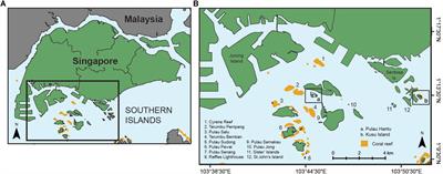 Light Limitation and Depth-Variable Sedimentation Drives Vertical Reef Compression on Turbid Coral Reefs